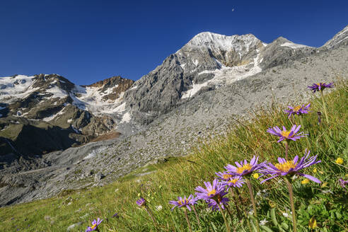 Rosa Gänseblümchen blühen auf dem Grat der Königsspitze - ANSF00117