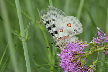 Berg-Apollo (Parnassius apollo) auf einer blühenden Wildblume sitzend - ANSF00126