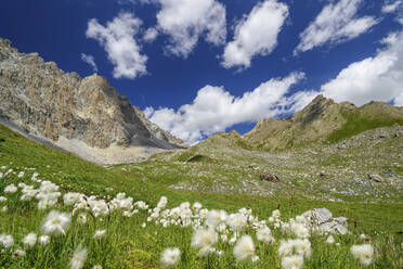 Springtime meadow in Maira Valley - ANSF00127