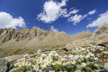 Daisies blooming in Maira Valley - ANSF00129