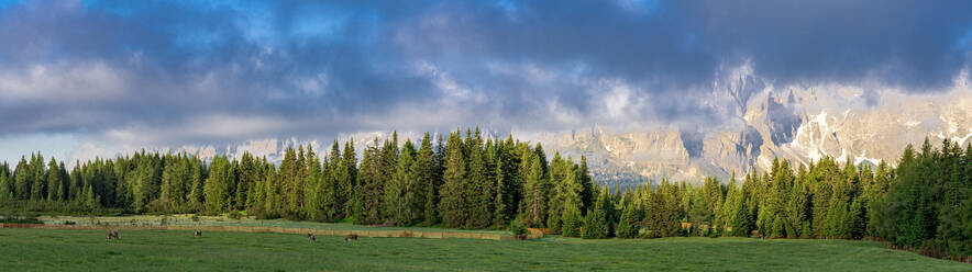 Green woods and pastures of Malga Nemes at sunrise in summer, Sesto (Sexten), Val Pusteria, Sesto Dolomites, South Tyrol, Italy, Europe - RHPLF20946