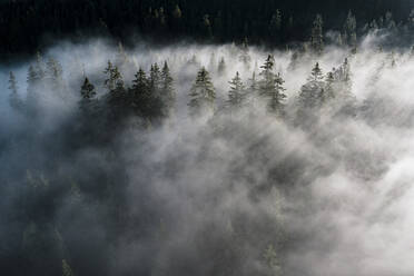 Bäume des Waldes versteckt durch Morgennebel in der Morgendämmerung, Dolomiten, Italien, Europa - RHPLF20948