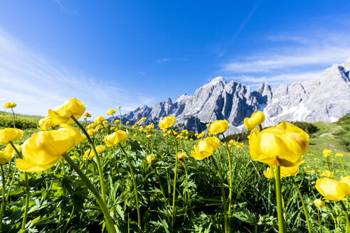 Bottondoro (Kugelblume) (Trollius europaeus) blüht am Rande der Cima dei Colesei und der Popera-Gruppe, Comelico, Dolomiten, Veneto/Südtirol, Italien, Europa - RHPLF20949