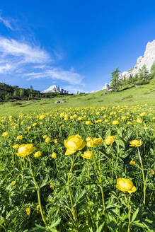 Globeflowers (Trollius europaeus) Hahnenfußblüten (Bottondoro) auf den grünen Wiesen rund um die Cima dei Colesei, Sextner Dolomiten, Südtirol, Italien, Europa - RHPLF20950