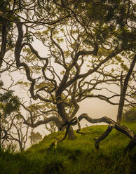 Ein verdrehter Koa-Baum in den nebligen Hochgebirgswäldern von Kauai, Hawaii, Vereinigte Staaten von Amerika, Pazifik - RHPLF20984