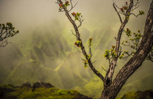 A tree branch with fresh growth in front of a soft backdrop of the NaPali Coast mountains, Hawaii, United States of America, Pacific - RHPLF20985