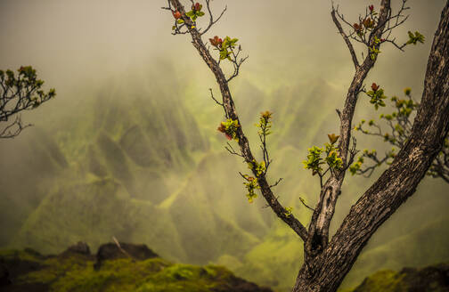 Ein frisch gewachsener Baumzweig vor der sanften Kulisse der NaPali Coast Mountains, Hawaii, Vereinigte Staaten von Amerika, Pazifik - RHPLF20985
