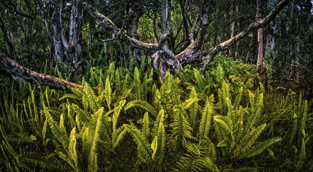Papierrindenwald (Melaleuca quinquenervia) und Farne in den inneren Bergen von Kauai, Hawaii, Vereinigte Staaten von Amerika, Pazifik - RHPLF20991
