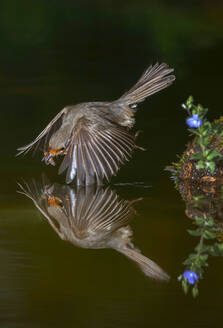 Seitenansicht des niedlichen europäischen Rotkehlchens, das mit ausgebreiteten Flügeln über den See fliegt und Wasser trinkt - ADSF32139