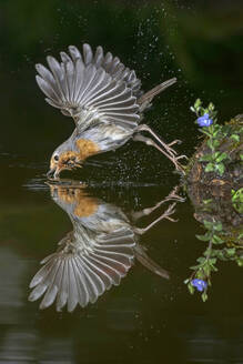 Side view of cute European robin bird soaring over lake with spread wings and drinking water - ADSF32140