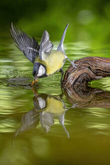 Adorable yellow breast Parus major passerine bird sitting on broken tree stump in pond water - ADSF32142