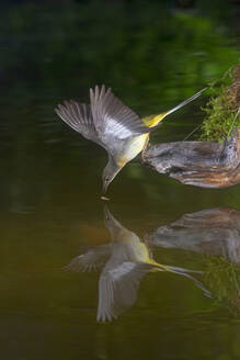 Entzückender gelbbrüstiger Sperlingsvogel (Parus major) auf einem abgebrochenen Baumstumpf im Teich sitzend - ADSF32143