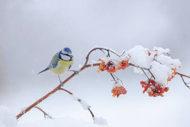 Niedlicher Cyanistes caeruleus mit blauem und gelbem Gefieder, der auf einem zerbrechlichen Zweig eines roten Beerenbaums sitzt, der an einem sonnigen Wintertag auf verschneiten Boden gefallen ist - ADSF32149