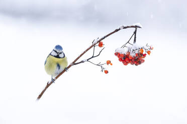 Cute Cyanistes caeruleus with blue and yellow plumage sitting on fragile twig of red berry tree fallen on snowy ground on sunny winter day - ADSF32150