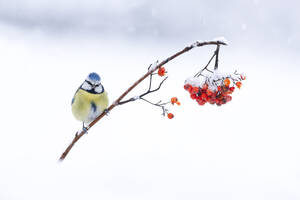 Niedlicher Cyanistes caeruleus mit blauem und gelbem Gefieder, der auf einem zerbrechlichen Zweig eines roten Beerenbaums sitzt, der an einem sonnigen Wintertag auf verschneiten Boden gefallen ist - ADSF32150