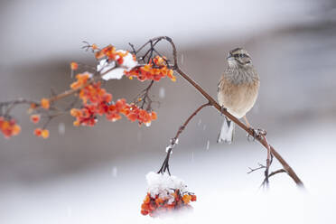 Cute Rock bunting sitting on fragile twig of red berry tree fallen on snowy ground on sunny winter day - ADSF32151