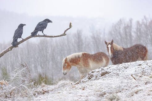 Seitenansicht von aufmerksamen Aaskrähen, die auf einem Ast in der Nähe von anmutigen Haflingerpferden in einem verschneiten Wald mit blattlosen Bäumen an einem nebligen Wintertag sitzen - ADSF32157