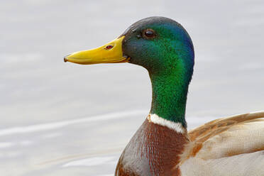 Seitenansicht einer anmutigen männlichen Wildente mit grünem Kopf und gelbem Schnabel, die an einem sonnigen Tag auf einem See schwimmt - ADSF32158
