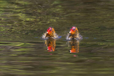 Flauschige junge Blässhühner schwimmen im Wasser eines plätschernden Sees an einem sonnigen Tag im Park - ADSF32160