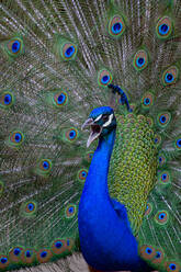 Graceful male Indian peafowl with bright blue body and spread colorful tale feathers in daytime - ADSF32161