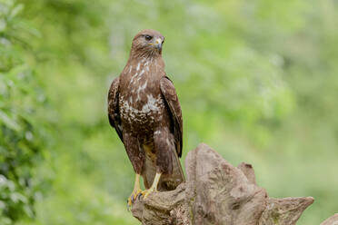 Einzelner räuberischer Raubvogel Mäusebussard auf trockenem Treibholz zwischen Pflanzen in der Natur sitzend - ADSF32168