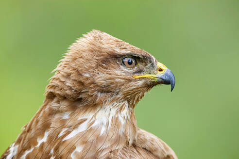 Side view of single predatory Common buzzard bird of prey sitting among plants in nature - ADSF32169