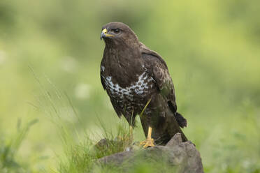 Einzelner räuberischer Raubvogel Mäusebussard auf trockenem Treibholz zwischen Pflanzen in der Natur sitzend - ADSF32170