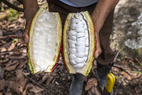 Kakaopflanzer beim Öffnen einer Schote im Intag-Tal, Ecuador, Südamerika - RHPLF21011