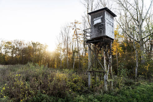 Hunting blind amidst plants in forest at sunset - CHPF00811