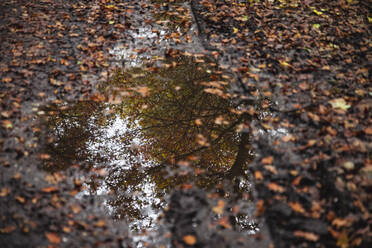 Spiegelung eines Baumes in einer Pfütze inmitten von Herbstlaub - CHPF00813