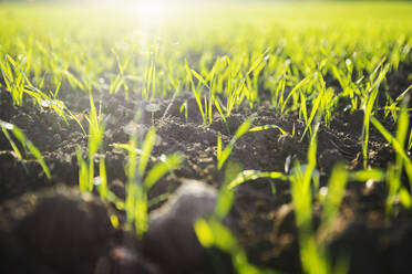 Green grass on soil in forest - CHPF00815