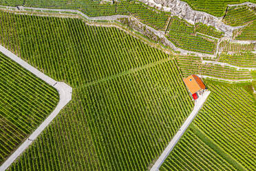 Luftaufnahme der Lavaux-Weinbergterrassen, UNESCO-Welterbe, Genfersee, Schweiz, Europa - RHPLF21095