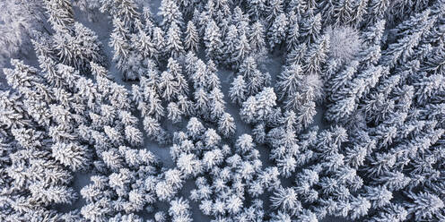 Luftaufnahme eines schneebedeckten Fichtenwaldes - WDF06704