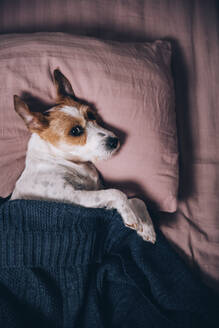 Hund auf dem Bett liegend zu Hause - OMIF00216