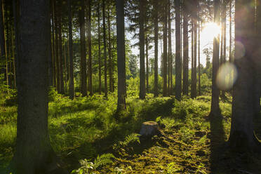 Green plants amidst trees in forest on sunny day - MAMF01994