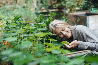 Smiling woman touching plant leaf at garden - JOSEF06143