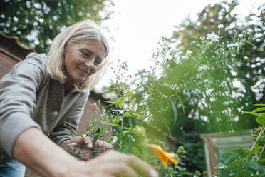 Smiling woman touching plant in garden - JOSEF06257