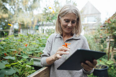 Blond woman with flower using tablet PC at garden - JOSEF06259