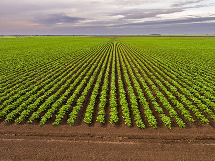 Luftaufnahme eines großen grünen Kartoffelfeldes in der Morgendämmerung - NOF00418