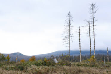 Kahle Fichten im Nationalpark Harz - WIF04475