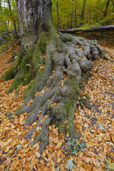 Roots of beech tree growing in autumn forest - WIF04477