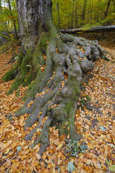 Wurzeln einer Buche im Herbstwald - WIF04477