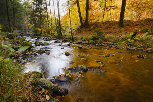 Die Ecker fließt durch den Herbstwald im Nationalpark Harz - WIF04478
