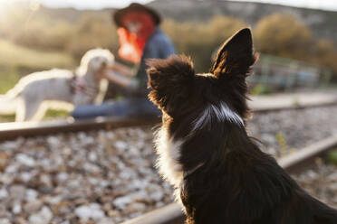 Border-Collie-Hund schaut Frau an, die auf einem Bahngleis sitzt - MRRF01765