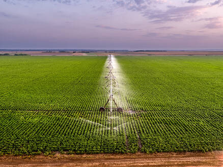Luftaufnahme einer landwirtschaftlichen Beregnungsanlage zur Bewässerung eines großen grünen Bohnenfeldes in der Morgendämmerung - NOF00425