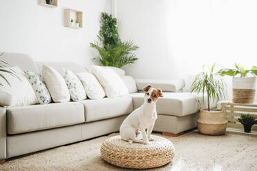 Jack Russell Terrier dog sitting on ottoman stool in living room - EBBF05112