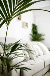 Zimmerpflanze mit Möbeln im Hintergrund zu Hause - EBBF05114