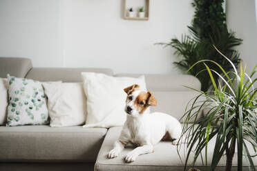 Hund mit gesenktem Kopf auf dem Sofa zu Hause sitzend - EBBF05115