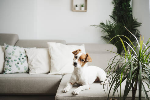 Dog with head cocked sitting on sofa at home - EBBF05115