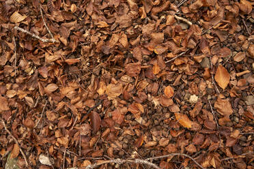 Herbstblätter auf dem Land im Wald gefallen - VEGF05244